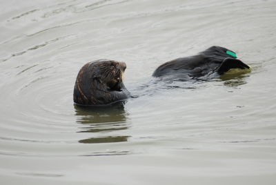 Sea otter, moss landing ca