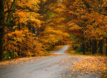 Trees both sides on road during autumn