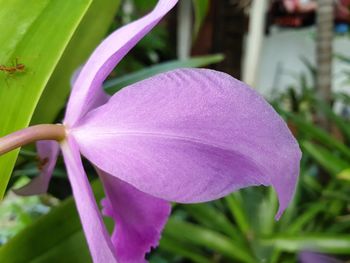 Close-up of purple flowering plant