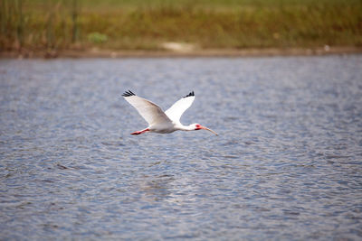 Flying white ibis bird eudocimus albus over a marsh and forages for food in the myakka river 