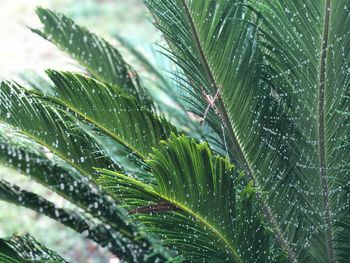 Close-up of wet plant leaves during rainy season