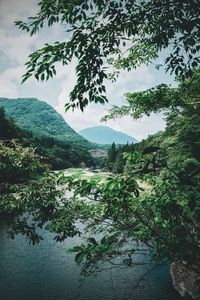 Scenic view of river amidst trees against sky