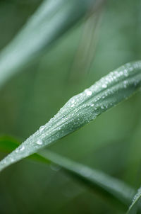 Close-up of raindrops on leaf