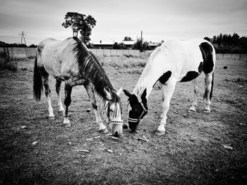 Horses standing on field against sky