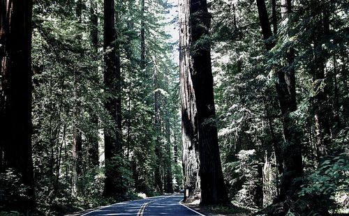 Narrow pathway along trees