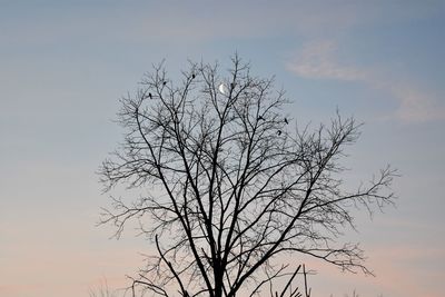 Low angle view of bare tree against sky during sunset