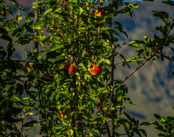 Low angle view of apples growing on tree against sky