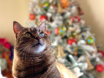 Close-up portrait of a cat