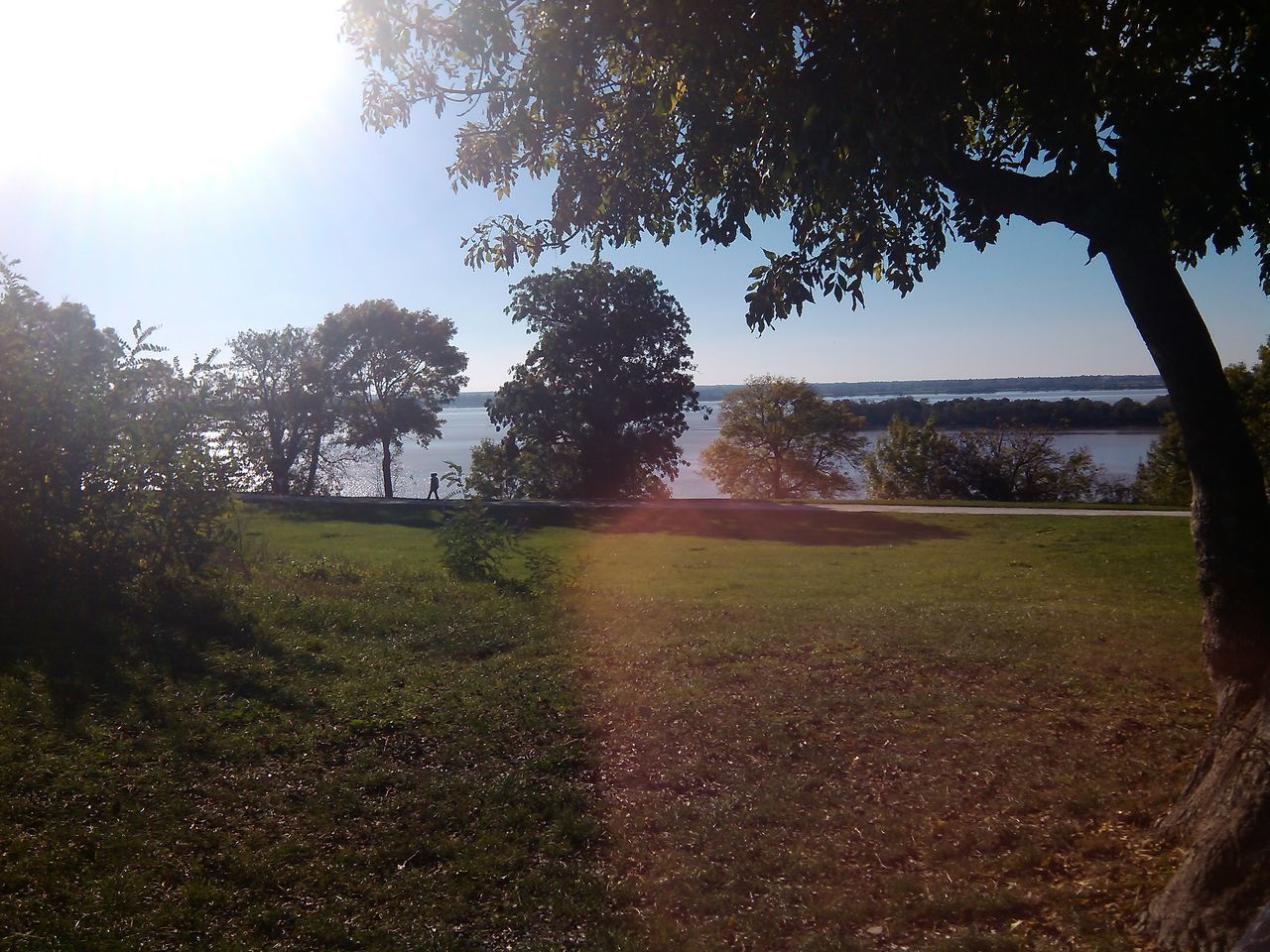 tree, tranquility, tranquil scene, growth, landscape, sunlight, beauty in nature, nature, scenics, field, grass, sunbeam, sky, sun, green color, park - man made space, lens flare, branch, day, idyllic