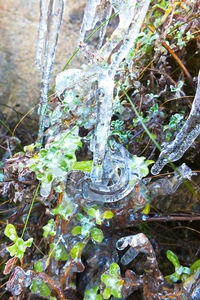 High angle view of icicles on tree trunk during winter
