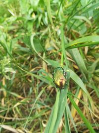 High angle view of insect on grass