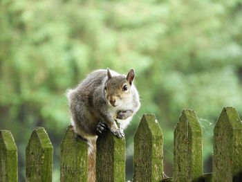 Close-up of squirrel on wooden post