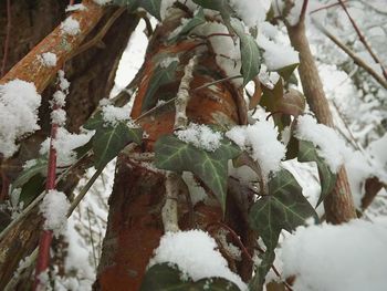 Snow covered trees