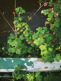 Close-up of plant growing in greenhouse