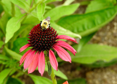 Close-up of honey bee pollinating on flower