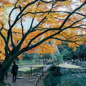 Trees in park