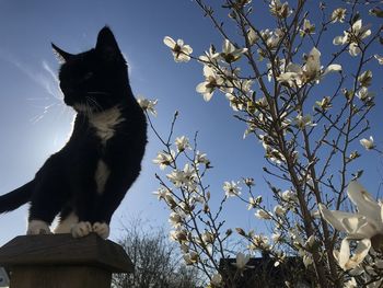 Low angle view of cat on branch against sky