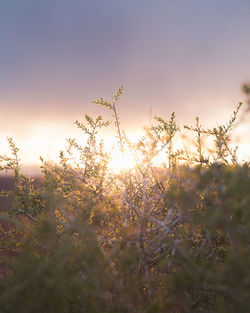 Close-up of plants growing on field against sky during sunset