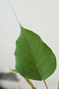 Close-up of green leaf
