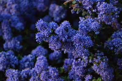 Close-up of purple flowers in winter