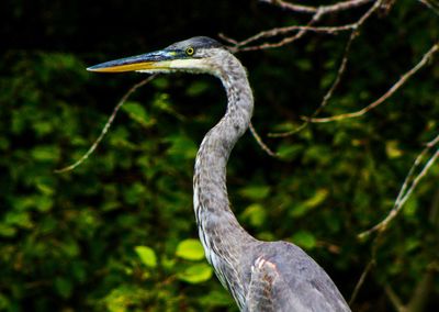 Close-up of a bird