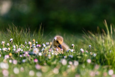 View of peacock on grassy field