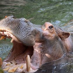 Close-up of turtle swimming in lake