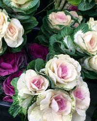 Close-up of pink flowers