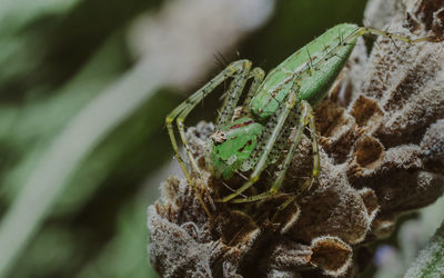 Close-up of spider on plant