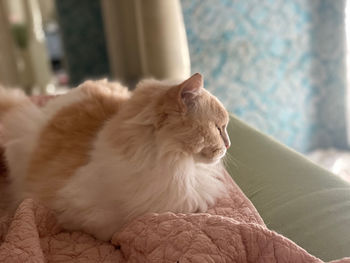 Cat resting on bed at home