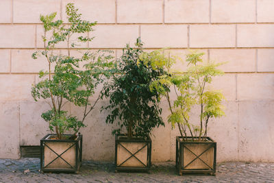 Potted plants on footpath against wall