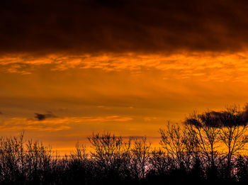 Low angle view of trees against cloudy sky