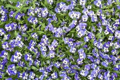 Close-up of purple flowers blooming outdoors