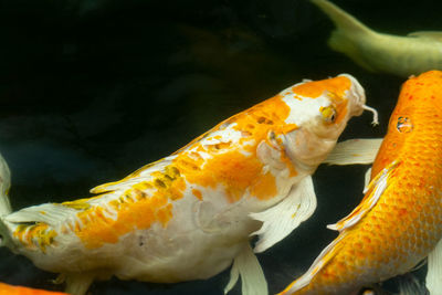 Close-up of orange fish in sea