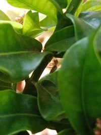 Close-up of insect on leaves