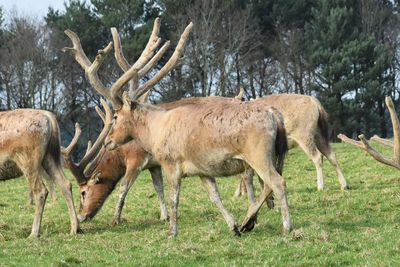 Side view of deer on field