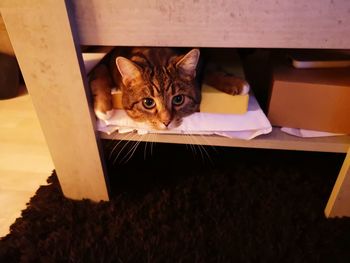 Portrait of cat hiding behind chair