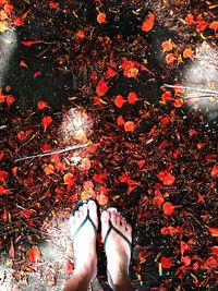 Low section of woman standing by maple leaves during autumn