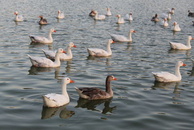 Ducks swimming in lake