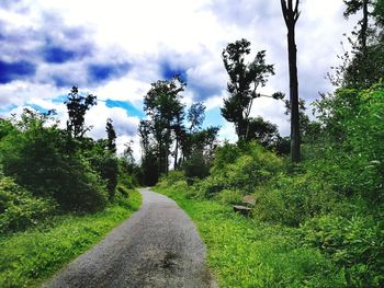 Road amidst trees in forest against sky