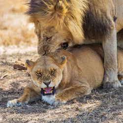 Full length of a lion and lioness in a field