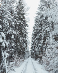 Snow covered road amidst trees