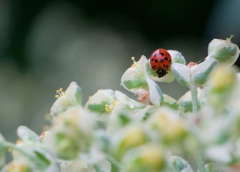 Close-up of ladybug on flower