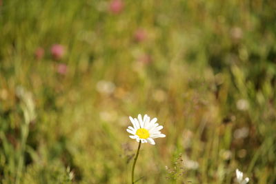 Close-up of white flowering plant on field