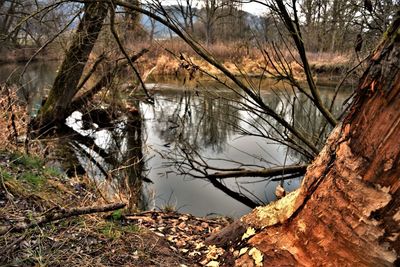 Reflection of bare trees in lake