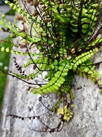 Close-up of fresh green plant