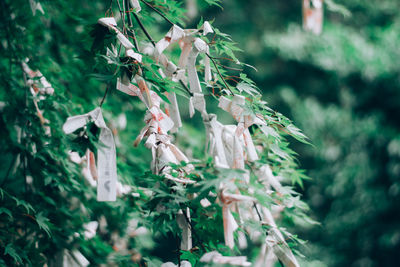 Close-up of flowering plant