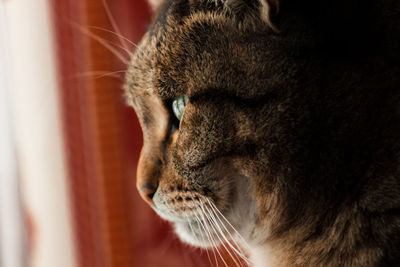 Close-up of a cat looking away