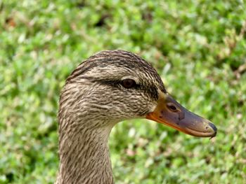 Closeup of a female mallard duck