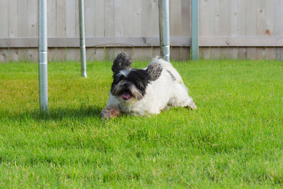 Dog resting on field